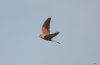 Kestrel at Gunners Park (Steve Arlow) (19886 bytes)